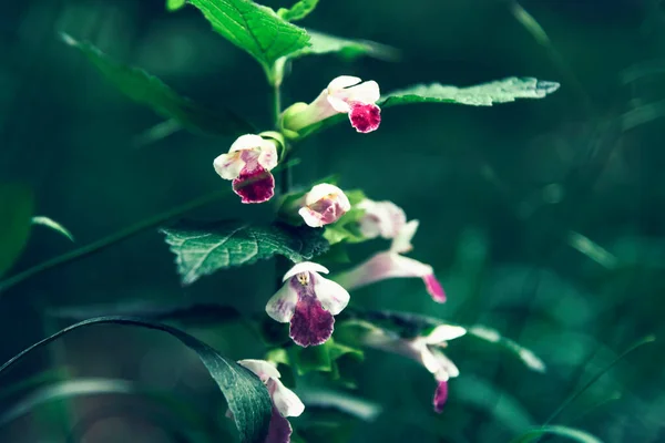 Lady Slipper Orkidé Cypripedium reginae vit och lila blomma, selektivt fokus. suddig bakgrund — Stockfoto