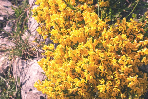 Piccoli fiori gialli che crescono tra le pietre — Foto Stock