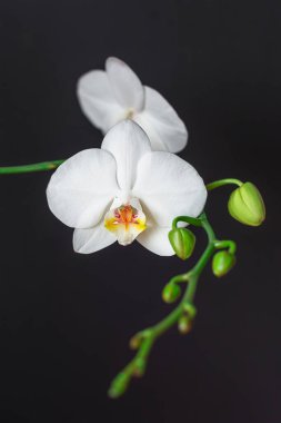 Siyah arkaplanda beyaz orkide çiçeği Phalaenopsis, kapat