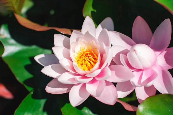 Beautiful Pink Sacred Lotus Nelumbo Nucifera Blossom Flowers — Stock Photo, Image
