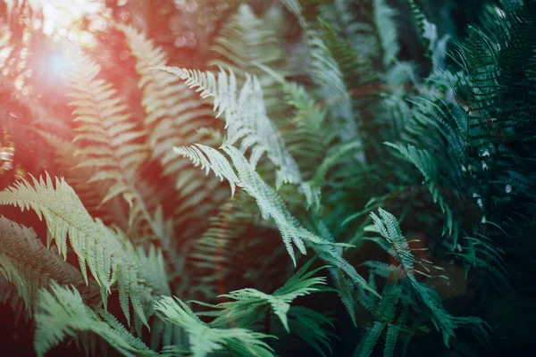 绿色蕨叶在阳光下 聚光柔和 美丽的自然背景 — 图库照片