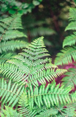 Güzel yeşil eğrelti otu yaprağı, seçici odaklanma. Doğal arkaplan.