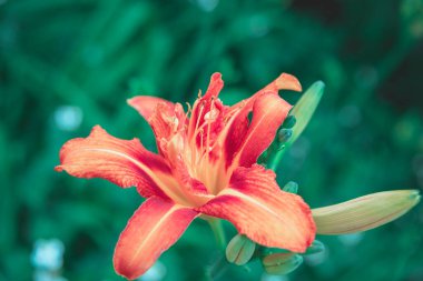Portakal kaplanı zambağı, botanik bahçesinde Lilium tigrinum çiçeği, yakın plan..