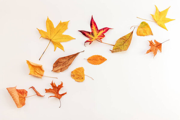 Autumnal Yellow leaves on white background, flat lay, copy space.