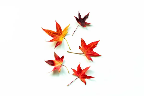 Red Yellow Autumn Leaves White Background Flat Lay Autumnal Holidays — Stock Photo, Image