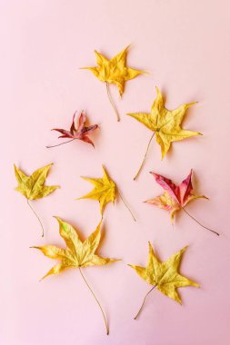 Pembe arka planda sarı sonbahar yaprakları, sonbahar konsepti.