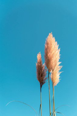 Açık mavi gökyüzünün arka planında sarı dikenler var. Seçici odak, boşluğu kopyala.