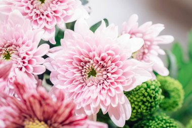 Yeşil tomurcuklu pembe kasımpatı çiçeklerini kapat. Yumuşak doğal ışıkta taze çiçek arkaplanı..