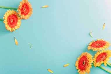 Turkuaz mavi arka planda dağınık yapraklı turuncu gerbera çiçekleri. Üst görünüm, düz görünüm, kopyalama alanı.