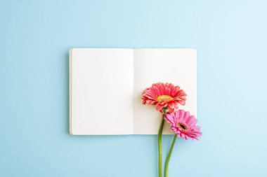 Mavi arka planda pembe ve turuncu Gerbera çiçekleri olan boş bir defter aç, yaratıcı çalışma alanı kavramı. Üst görünüm, düz görünüm, model.