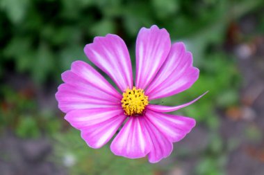 Bahçede pembe kozmetik çiçekleri