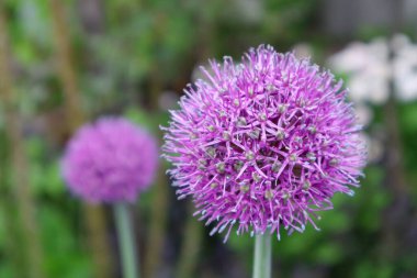 Bahçedeki Allium çiçeği