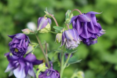 Çayırdaki Aquilgia çiçekleri