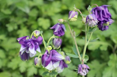 Çayırdaki Aquilgia çiçekleri