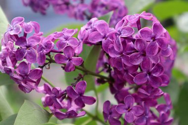 Bahçedeki leylak çiçekleri.