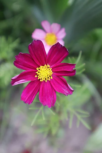 Flor Cosmea Rosa Jardim — Fotografia de Stock