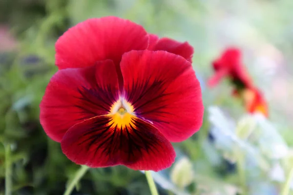 Flor Viola Vermelha Jardim — Fotografia de Stock