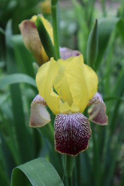 Bahçedeki sarı zambak çiçeği