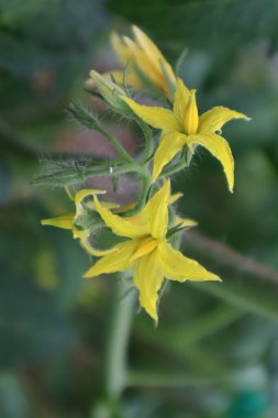 Serada çiçek açan domates