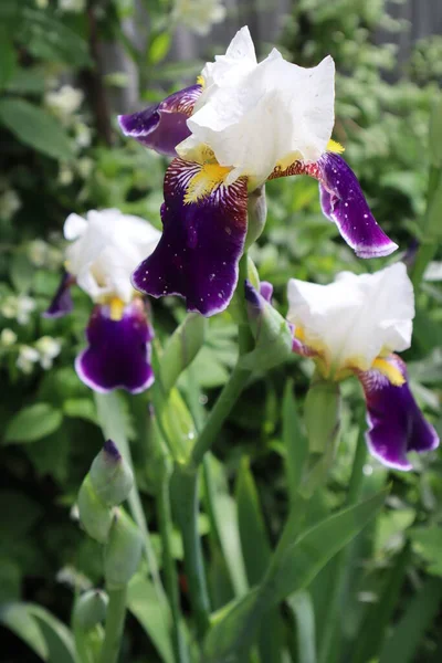 Fiore Iris Viola Giardino — Foto Stock