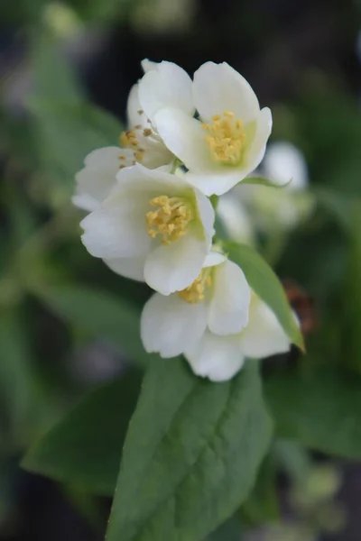 Fiori Gelsomino Giardino — Foto Stock