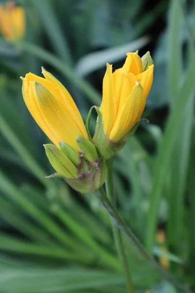 Fleur Lis Orange Dans Jardin — Photo