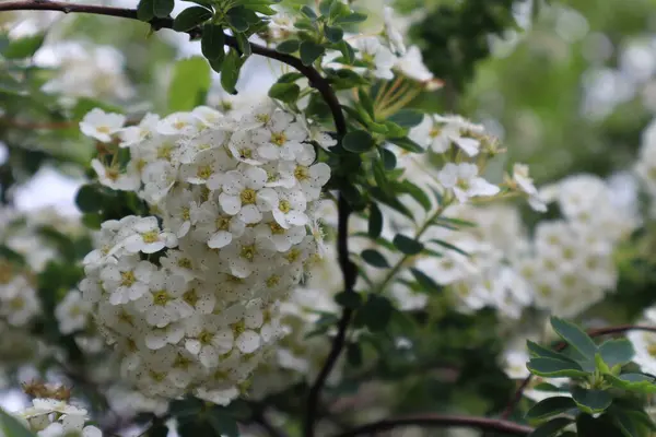 Białe Spirea Kwiaty Ogrodzie — Zdjęcie stockowe