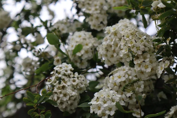 Białe Spirea Kwiaty Ogrodzie — Zdjęcie stockowe