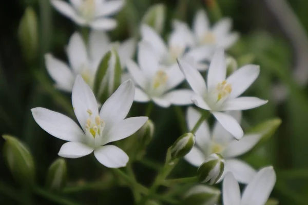 Biały Ornithogalum Kwiaty Ogrodzie — Zdjęcie stockowe