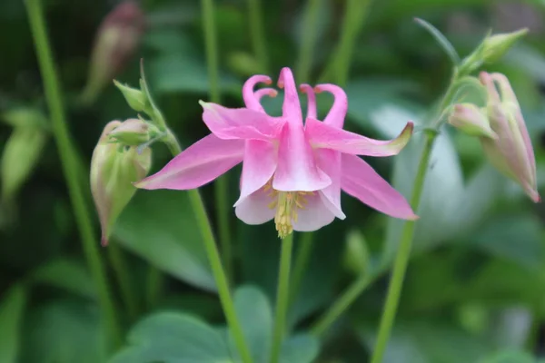 庭のコロンビン共通花 — ストック写真