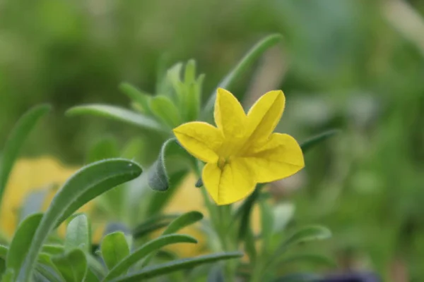 Outsidepride Flor Amarilla Calibrachoa — Foto de Stock