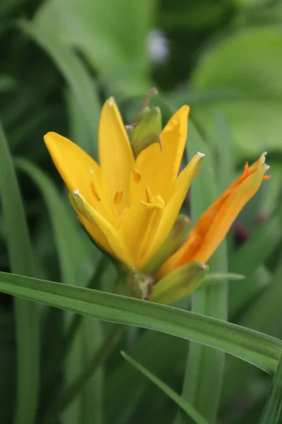 Fleur Lis Orange Dans Jardin — Photo