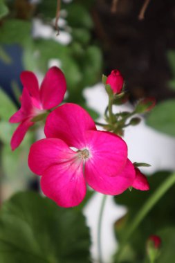 Bahçede pembe sardunya çiçeği