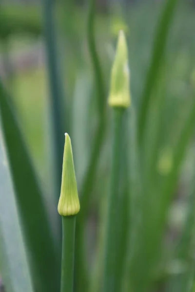 Bud Cebola Jardim — Fotografia de Stock