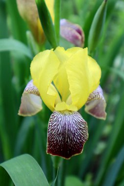 Bahçedeki sarı zambak çiçeği