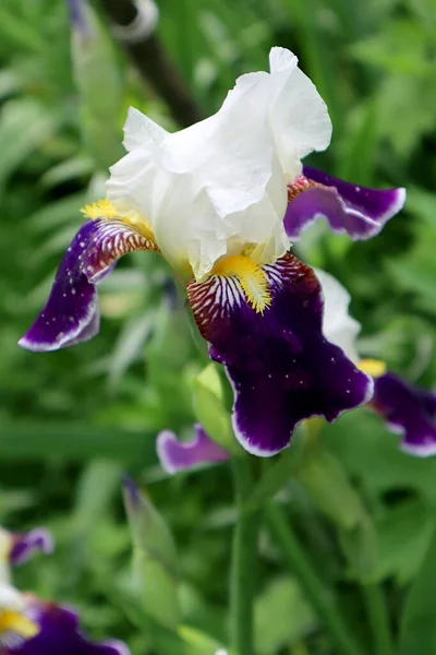 庭の青い虹彩の花 — ストック写真