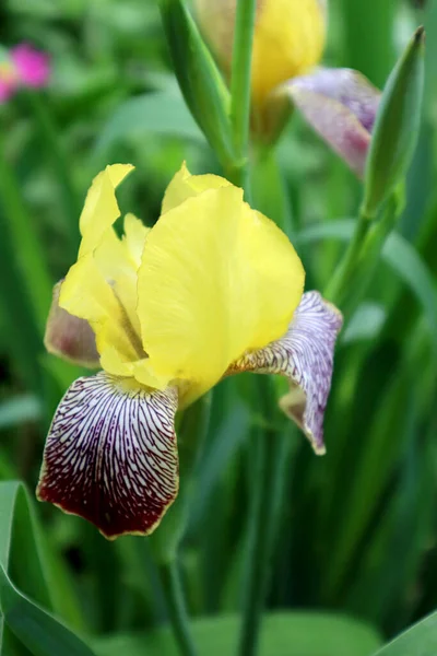 Fiore Iris Giallo Giardino — Foto Stock