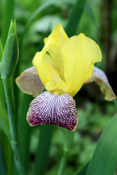 Fiore Iris Giallo Giardino — Foto Stock