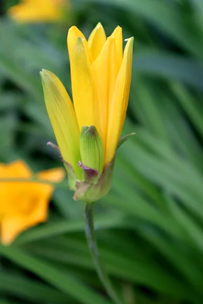 Brotes Lirios Amarillos Jardín — Foto de Stock