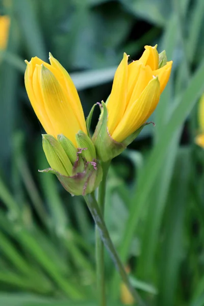 Gemme Gigli Gialli Giardino — Foto Stock