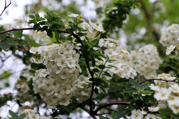 Spirea Branco Flores Jardim — Fotografia de Stock