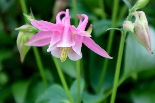 Columbine Společný Květ Zahradě — Stock fotografie