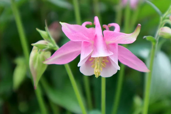 Columbine Flor Comum Jardim — Fotografia de Stock