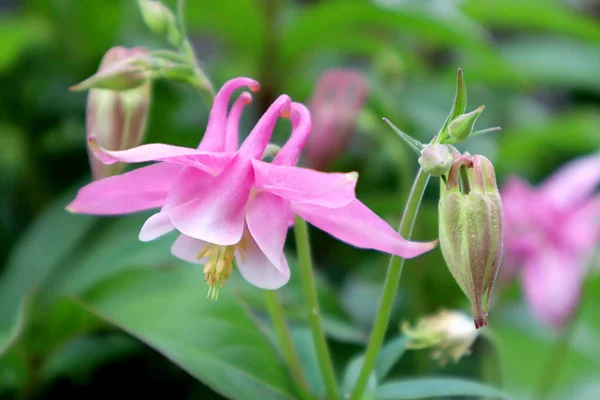 Columbine Közös Virág Kertben — Stock Fotó