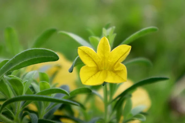 Yttre Stolthet Gul Kalibrachoa Blomma — Stockfoto