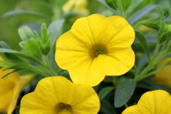 Εξωτερική Υπερηφάνεια Κίτρινο Λουλούδι Calibrachoa — Φωτογραφία Αρχείου