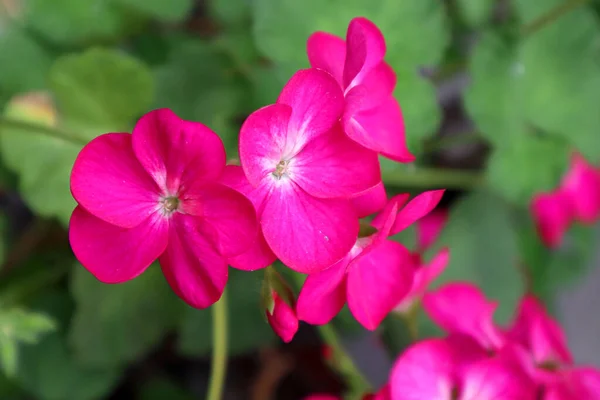 Różowy Kwiat Geranium Ogrodzie — Zdjęcie stockowe