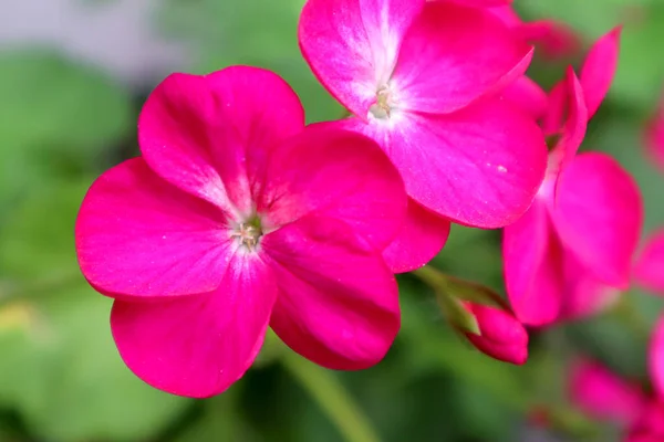 Bahçede Pembe Sardunya Çiçeği — Stok fotoğraf