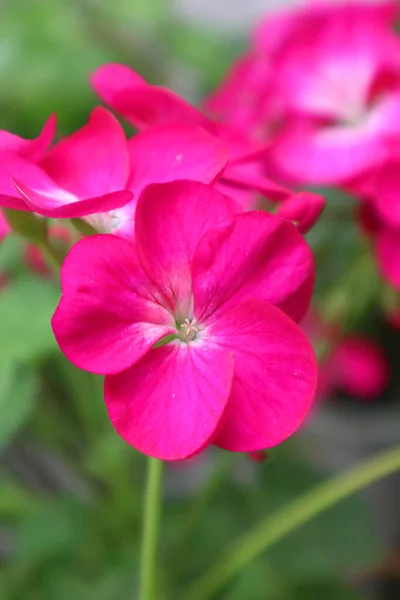 Bahçede Pembe Sardunya Çiçeği — Stok fotoğraf