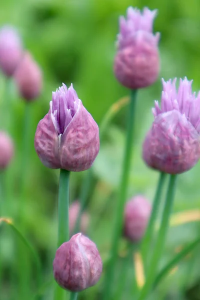 Buds Decorative Onions Meadow — Stock Photo, Image